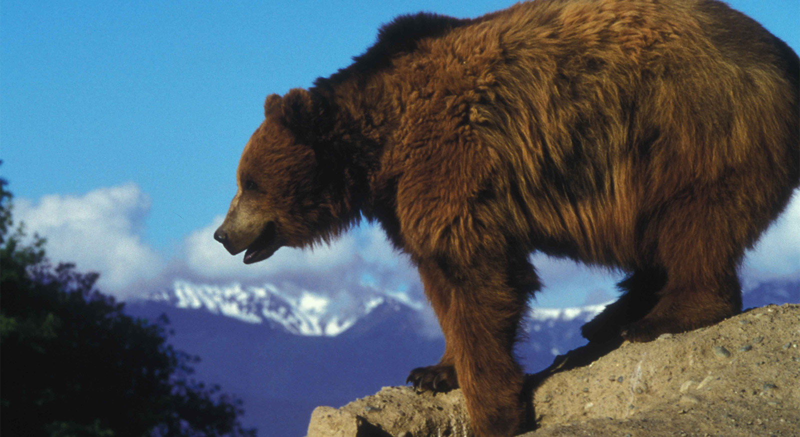 Grizzly Reintroduction Considered for North Cascades