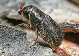 Study: Efforts to Control Tree-Killing Beetles Largely Ineffective