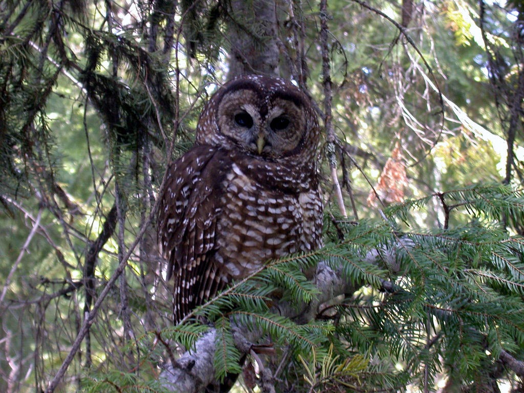 Forest Plan Revision Starts with Science