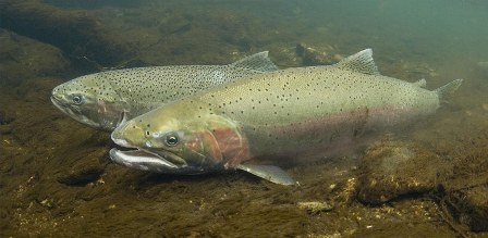 Trouble for California Salmon