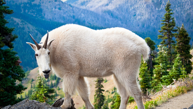 Feds to Remove Mountain Goats from Olympic Peninsula