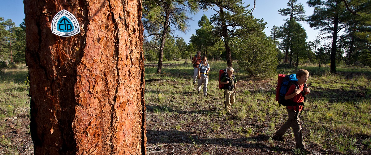 Forest Service Tweaks Wyoming Logging Plan