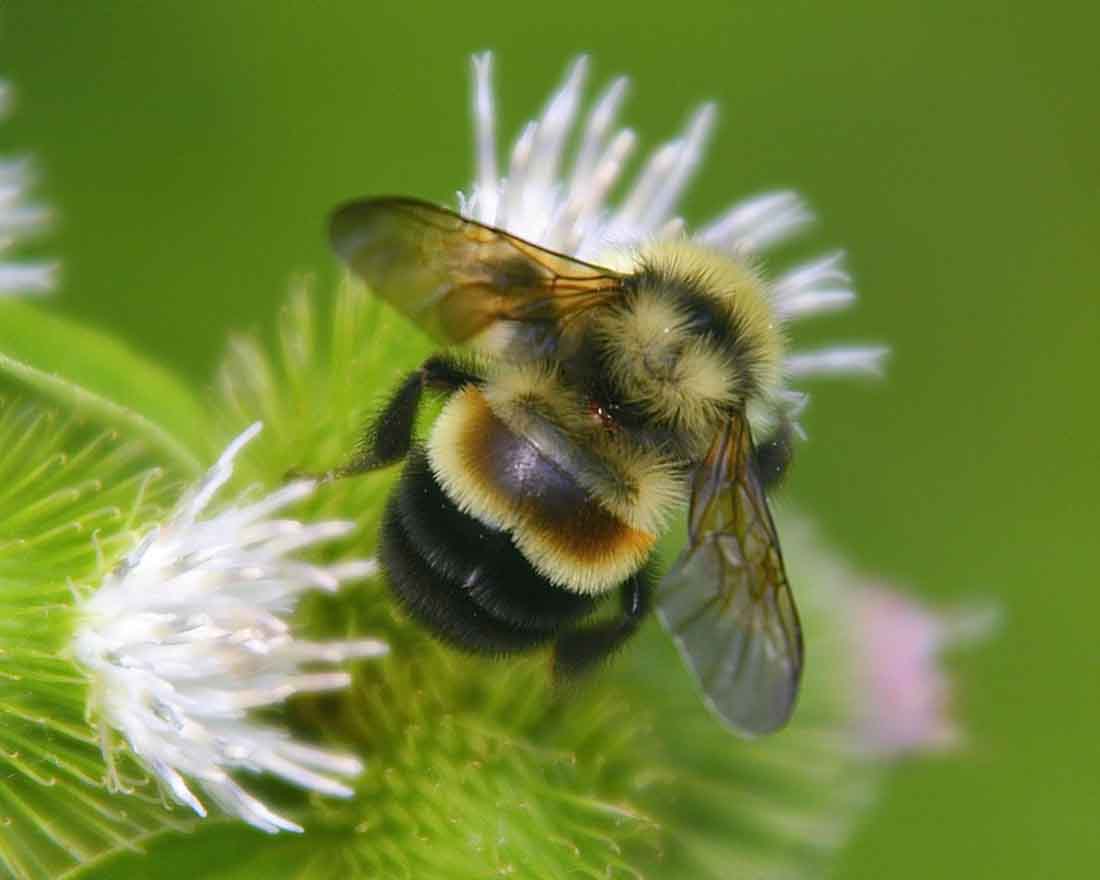 Study: Bees Like Forest Fires