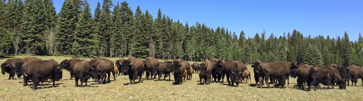 Park Service to Cull Grand Canyon Bison