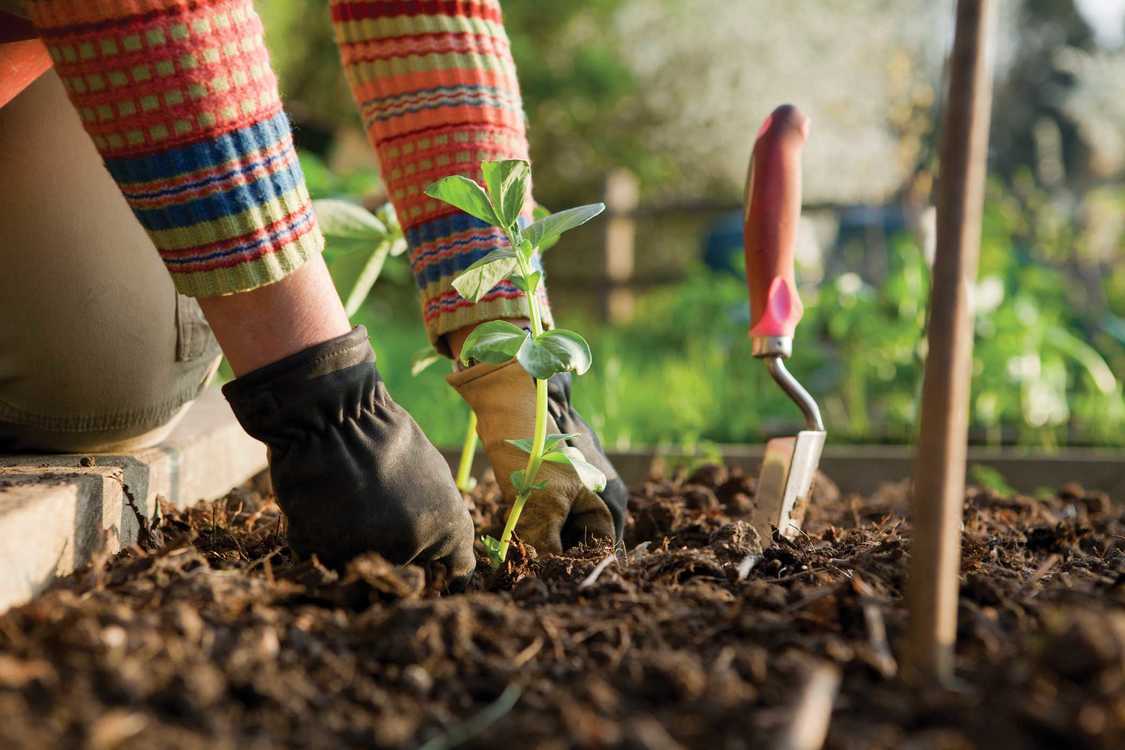 “Gardening” Our Forests Not the Answer