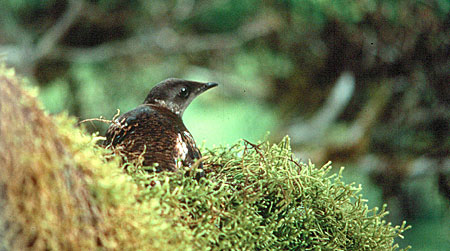 Study: Murrelet Decline Continues