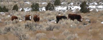 Judge Declares Mistrial in Bundy Case