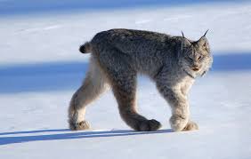Trump Administration to Remove Protections for Lynx