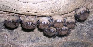 Hope for Bats
