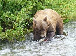 Salmon, Berries and Bears — Oh My!
