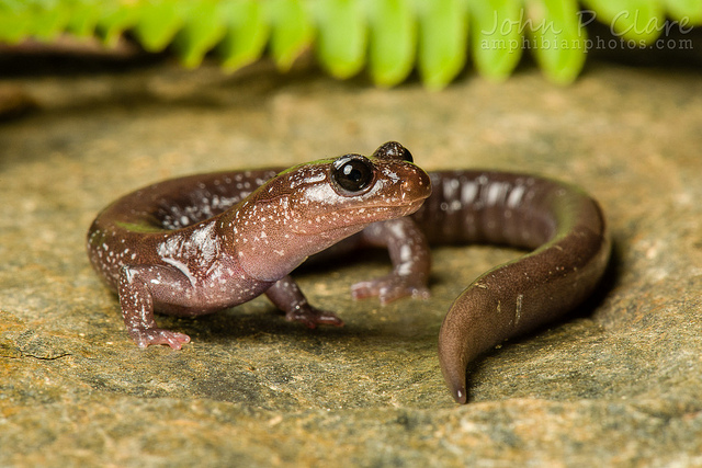 ESA Protection Sought for Rare Salamander