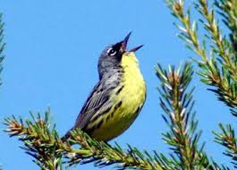 A Win for Warblers