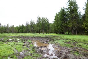 “Mud Boggers” Damage Fragile Meadow