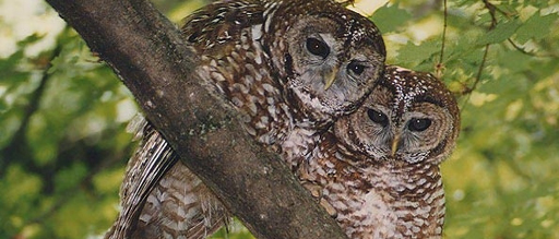 Spotted Owl Decline Continues