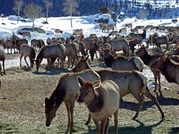 Judge: Forest Service Must Reconsider Elk-Feeding Program