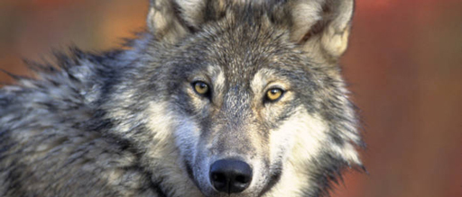 Bill Removing Protections for Wolves Passes House