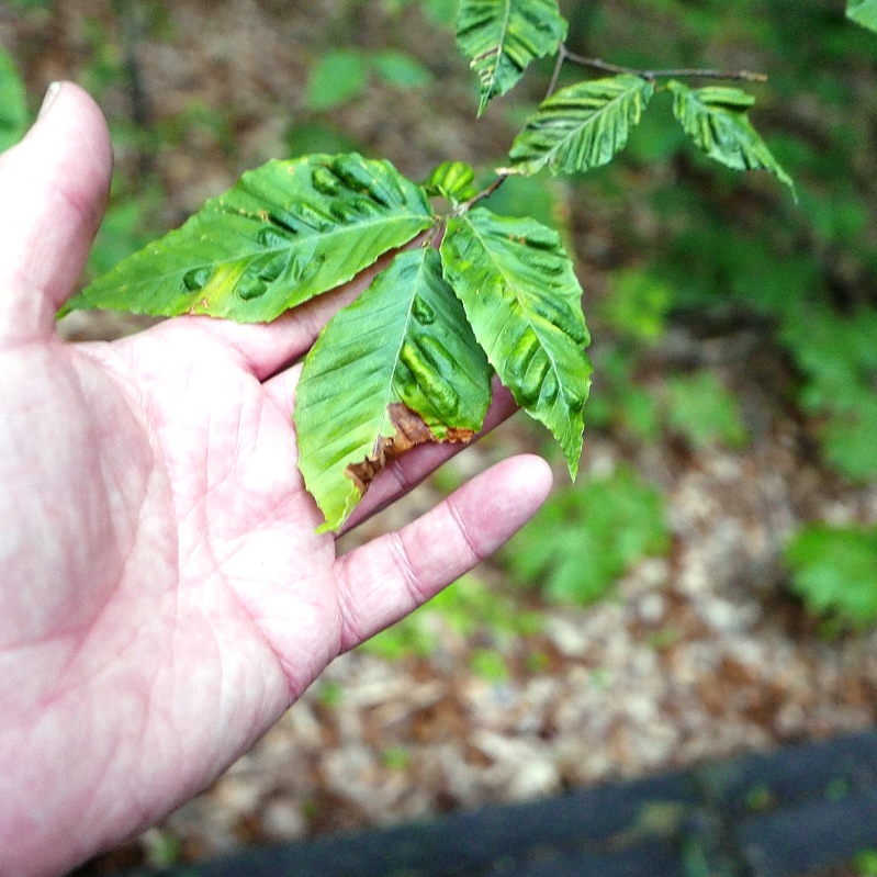 Disease Threatens Beech Trees