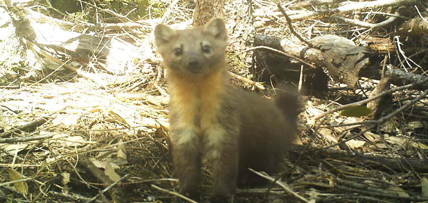 Oregon Martens May Be Protected from Trapping