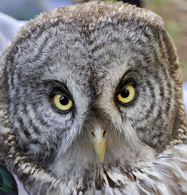 Study: Owls Thrived After Rim Fire