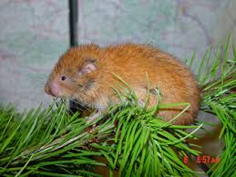 ESA Protection Sought for Red Tree Voles
