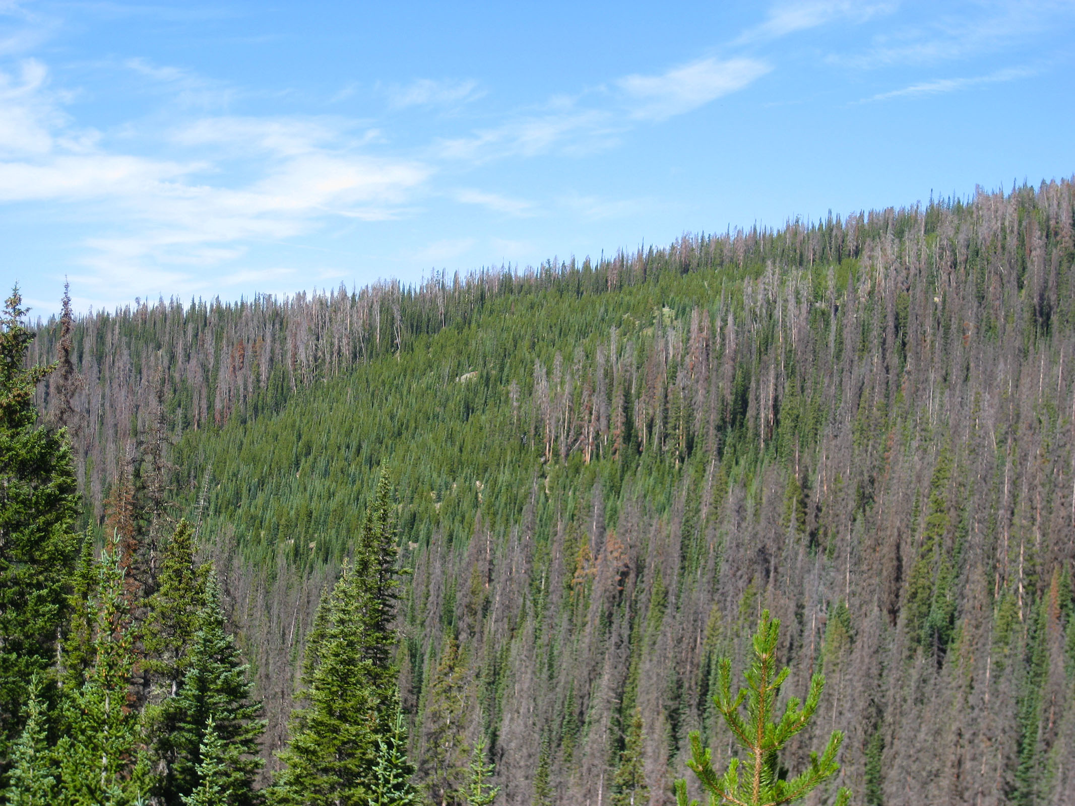 Stewardship pact gives Wyoming more say on national forests