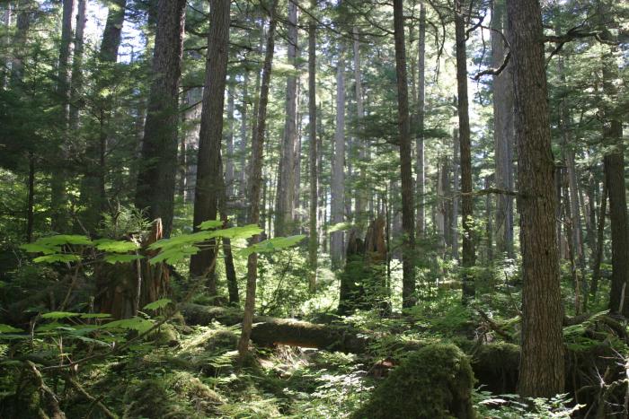 Trump Administration Moves To Expand Development In Alaska’s Tongass National Forest