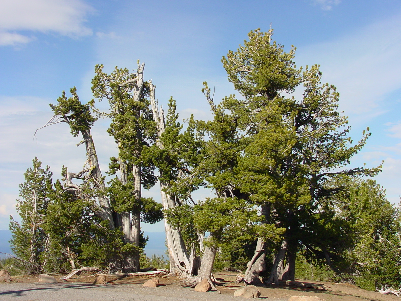 Fish and Wildlife Service proposes protections for whitebark pine, a keystone species