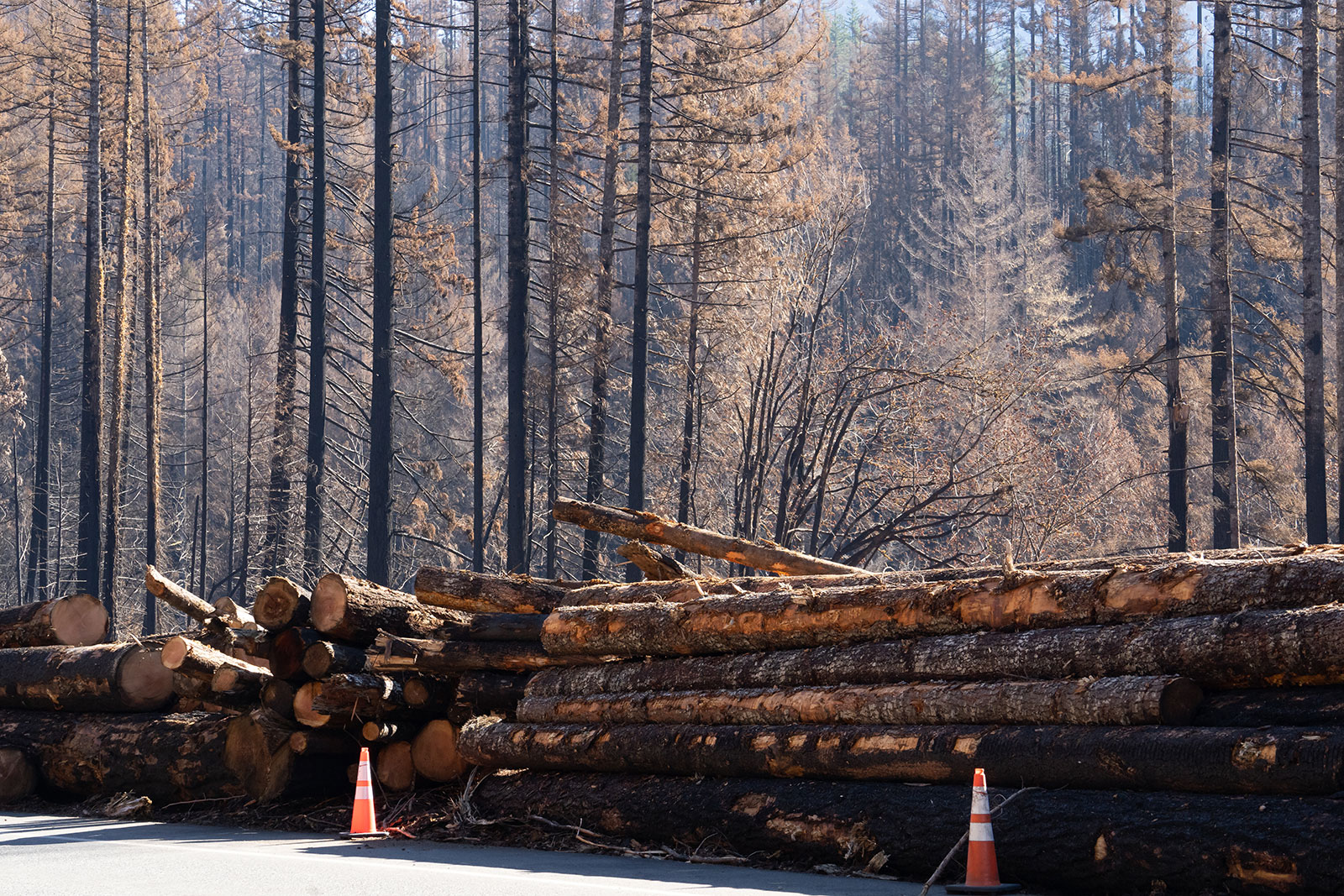 FSEEE Files Lawsuit to Stop Post-fire Logging in Oregon