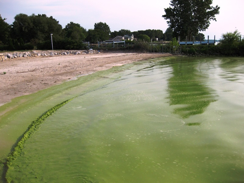 Toxic Algae and Fire Retardant