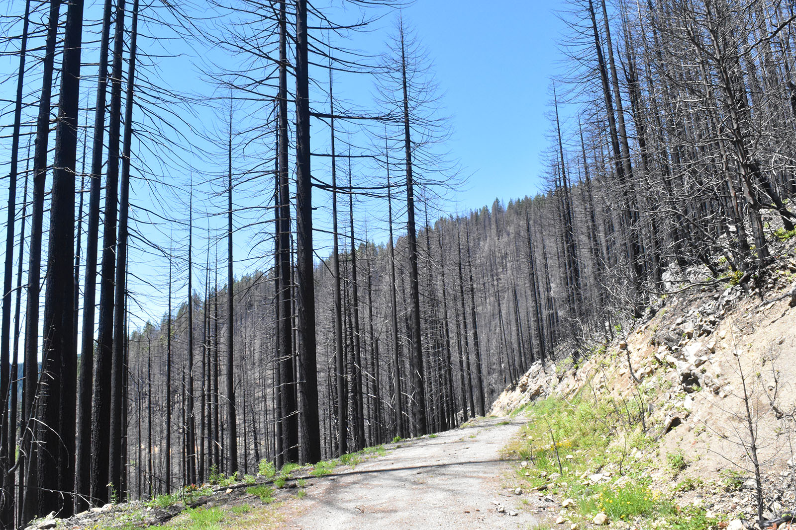 FSEEE Wins Injunction Against Post-fire Logging in Oregon