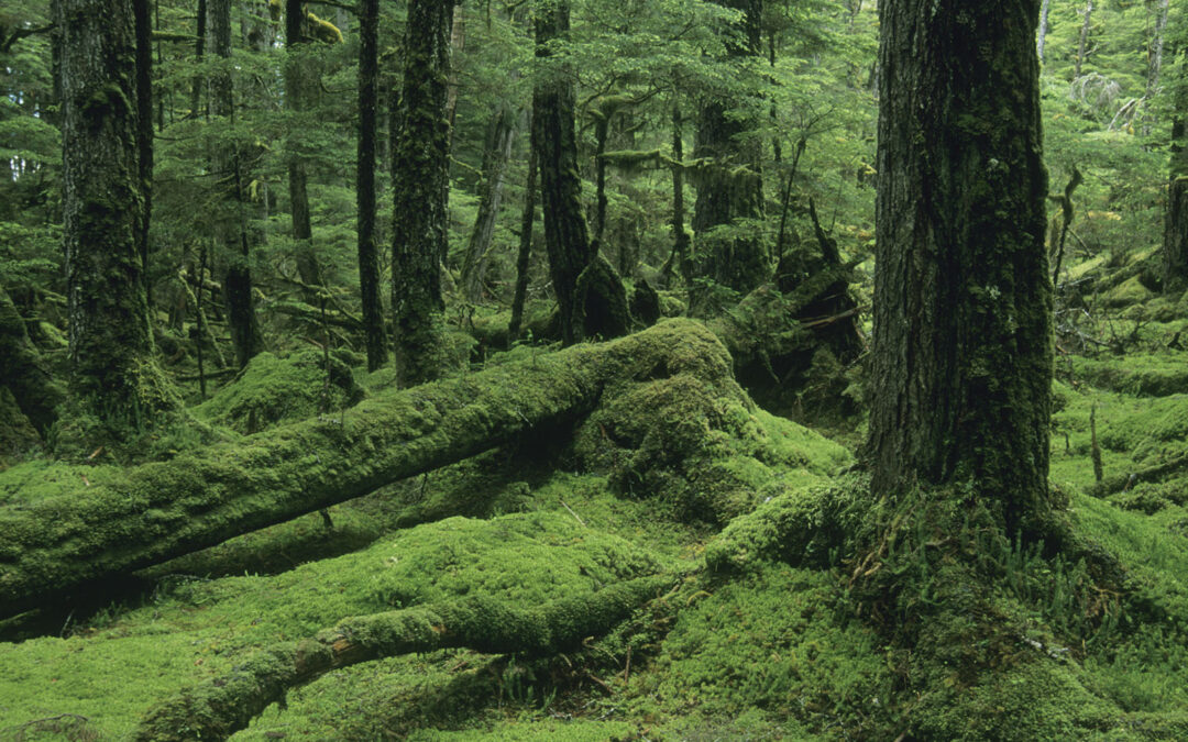 Biden Administration Restores Tongass Protections