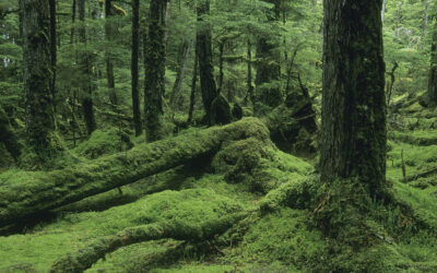 Biden Administration Restores Tongass Protections