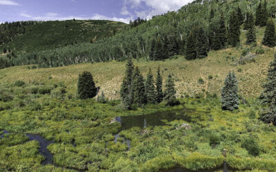 Low-Tech Restoration Improves Forest Resilience