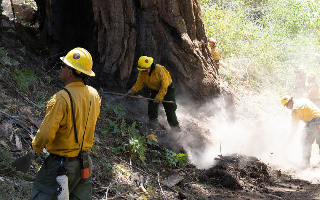 Sequoia Deaths Prompt Emergency Response