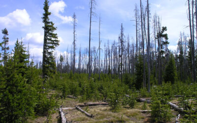 Understanding Forest Succession