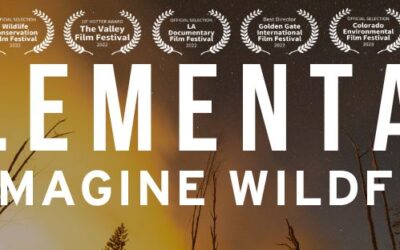 Now Streaming: ‘Elemental: Reimagine Wildfire’