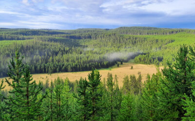 Forest Service Approves Logging Near Yellowstone