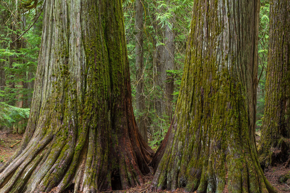 Old-Growth Forests | Forest Service Employees for Environmental Ethics