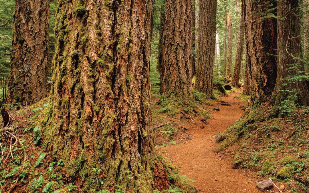The Northwest Forest Plan Amendment