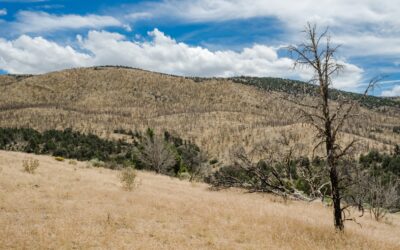 Cheatgrass