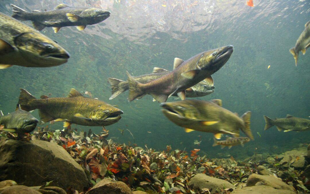 Protecting Salmon Strongholds in the Klamath Mountains