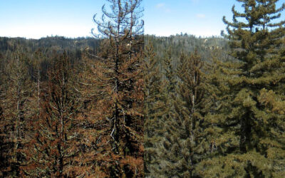 Burned Redwoods Recover From 2020 Fire