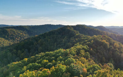 Save the Jellico Old-Growth Forest