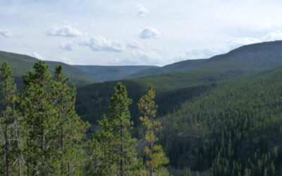 Judge Halts Illegal Logging Project in Montana