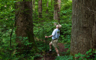 Analysis Recommends Limits on Old-Growth Logging