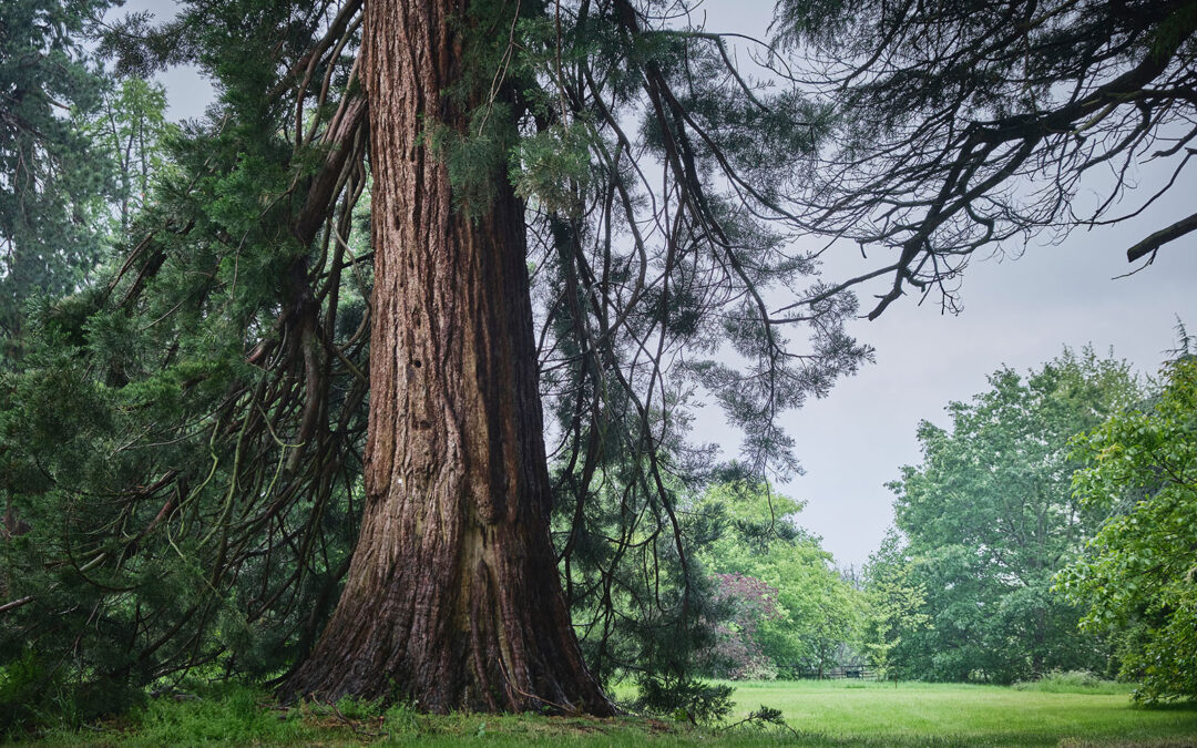 Great Britain’s Sequoias Outnumber California’s 6-1