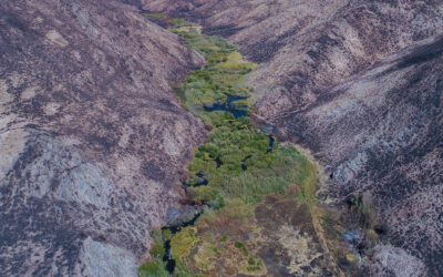 Idaho’s Parachuting Beavers Build Forest Resilience