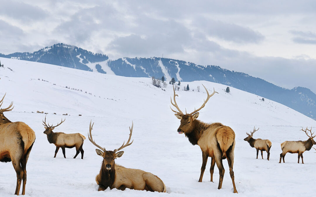 Bridger-Teton National Forest