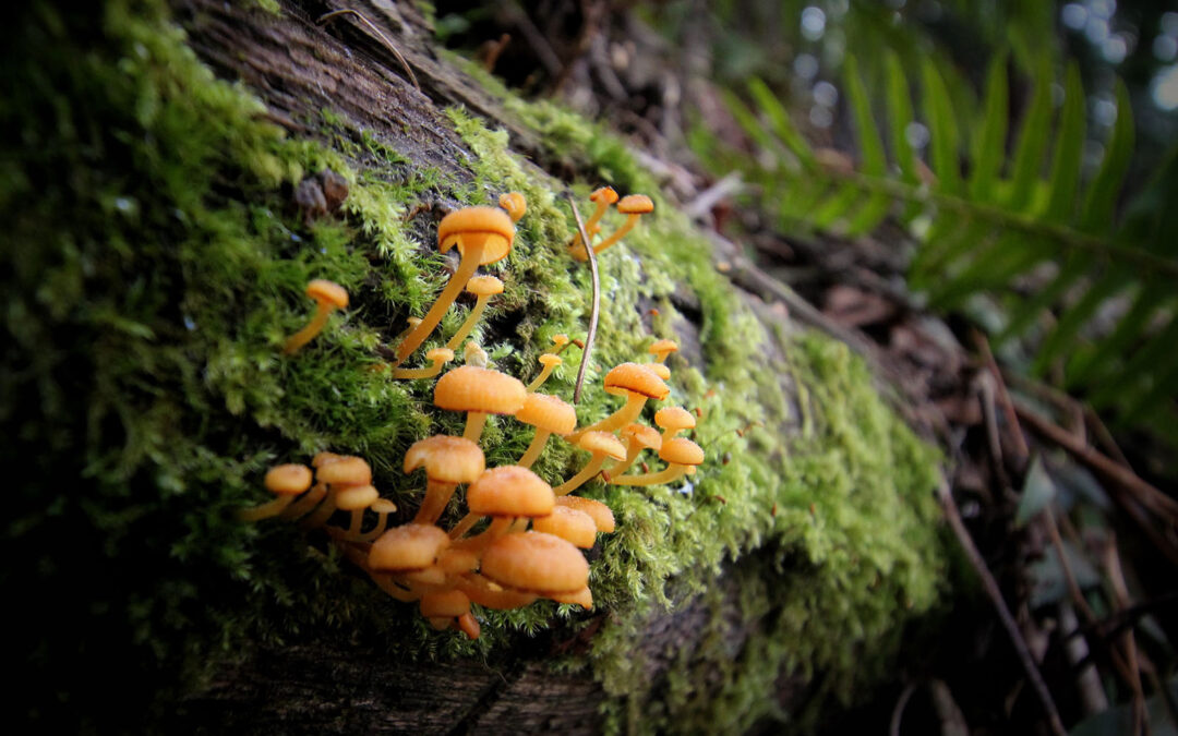 Respecting the Role of Dead Trees in the Forest