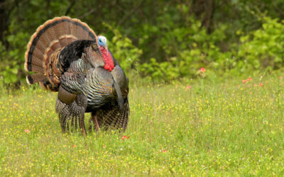 Revenue-Driven Wildlife Management